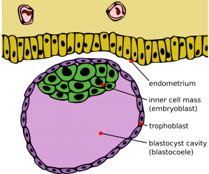 blastocistos euplóides