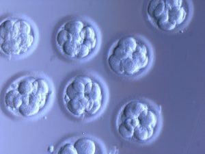 embrioes